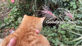 [Animals]When mother cat died...