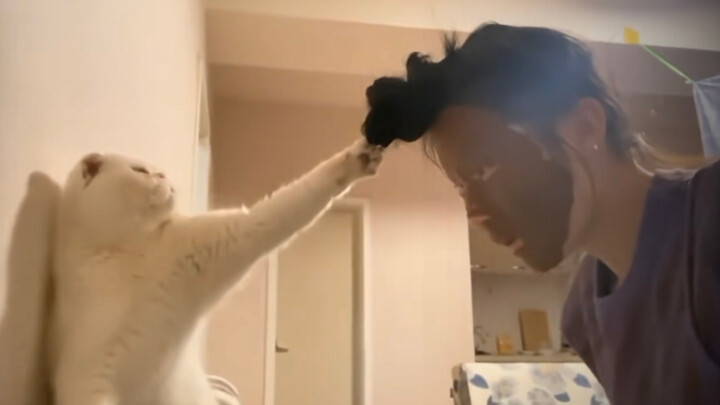 I got beaten up by a cat