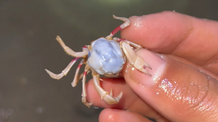Hari ini masih menjual kepiting pasir.