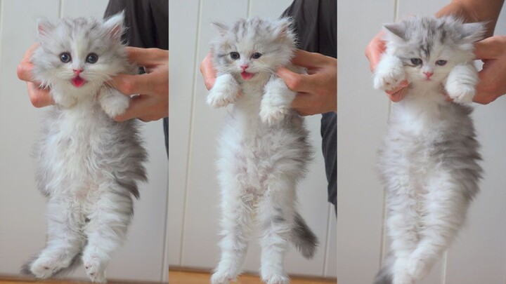 I heard that if you lift a cat like this and its legs stay straight, it’s a dumb cat. 4
