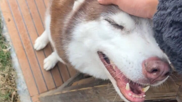 After the mistress became pregnant, the Husky awakened its skill to protect its master. It’s amazing