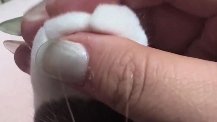 Take a look—does your mangosteen have tiny cat-paw-shaped segments?