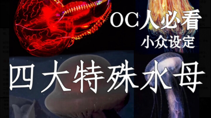OC人必看小众设定｜四大特殊水母｜冥河水母、血腹水母、狮鬃水母、天草水母