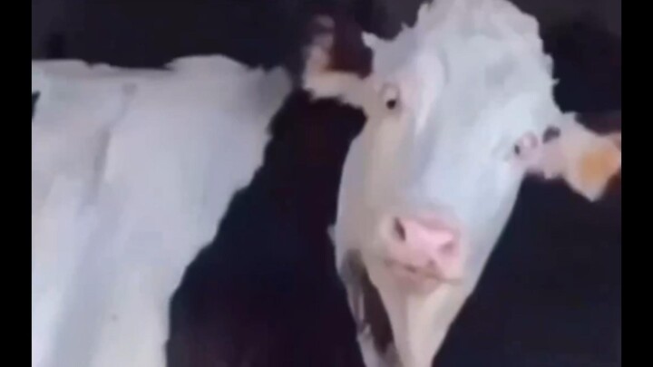 【Funny Daily Life of Earth Creatures #98】