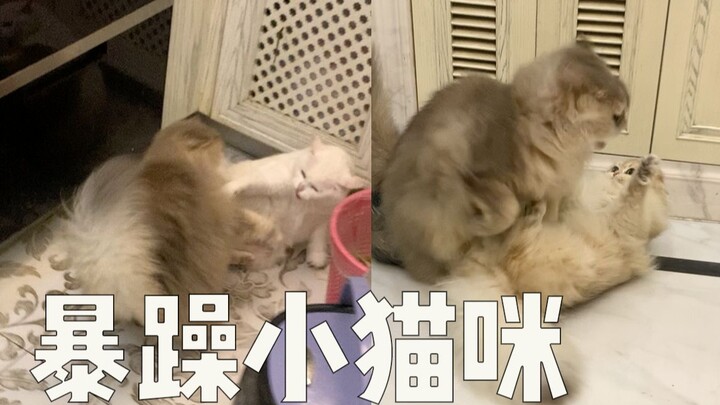 暴躁小猫咪的惩罚