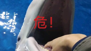Menggoda paus beluga "sangat berbahaya!"