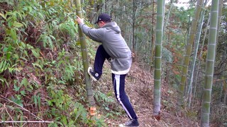 ไผ่บนภูเขาหลังบ้านฉันเยอะเกินไป ตัดสักร้อยต้นเถอะ