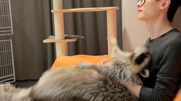 Hai đứa này ở cạnh nhau mà như đang mắc bệnh nặng vậy… #GấuRáiCáNhỏ #HàiHước