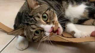 งานฝีมือชิ้นแรกจากคุณพ่อ ไม่รับคำวิจารณ์นะครับ【อู๋อู๋เป็นแมวตัวหนึ่ง】