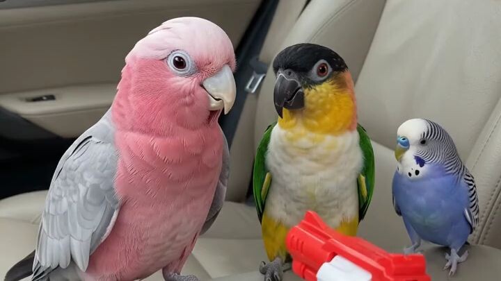 These Parrots performed really well 😂🦜Hashtags#ParrotTok #FunnyParrots #Cut