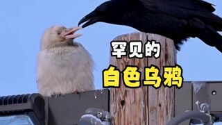 那些让人能放松的动物们！