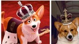 The Queen's Corgi Characters in Real Life
