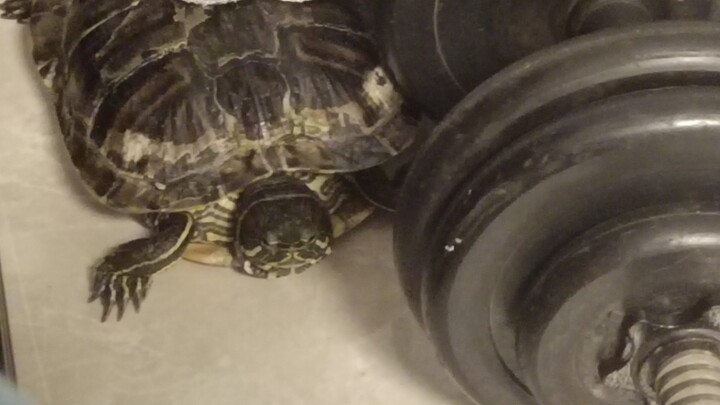 เต่าที่แหกคุกสำเร็จ