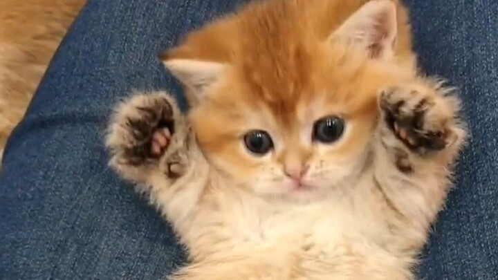 A little cat with a slow response~