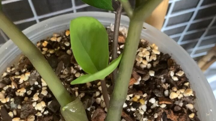 กวักมรกตด่าง