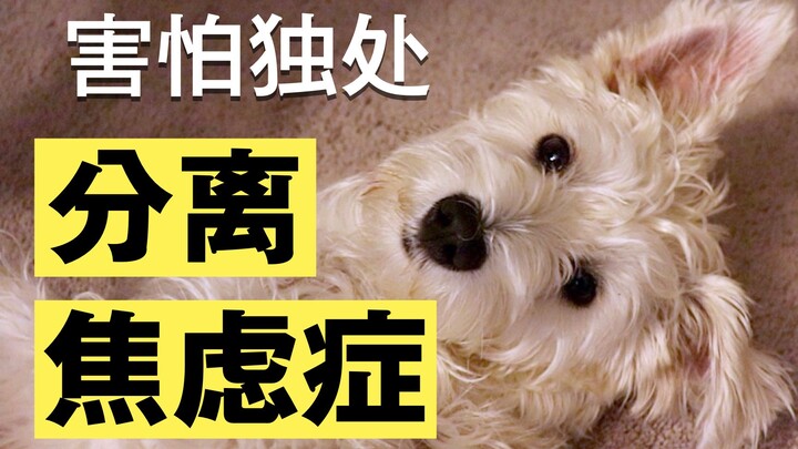 Barking non-stop as soon as the owner leaves? A professional dog trainer shows you how to effectivel