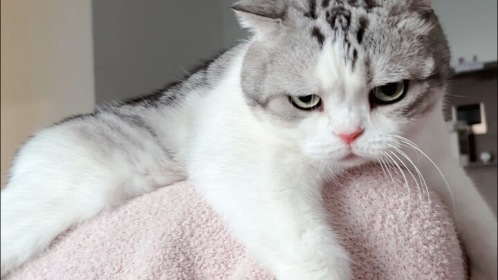 Con mèo Quảng Đông bị giật điện tĩnh đến mức chịu thua luôn!