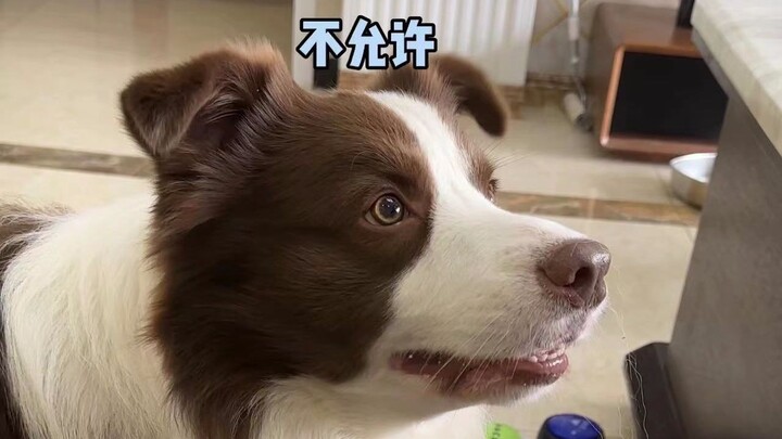 If I put down the food, I have no strength; if I pick up the food, I can't protect you.