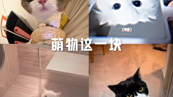 This cute stuff