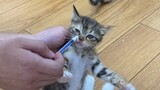 Super Kitten Medicine