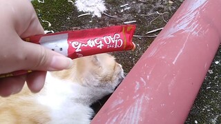 流浪猫睡熟陌生人竟偷偷往他嘴边挤零食，猫咪醒来的反应令人捧腹大笑！