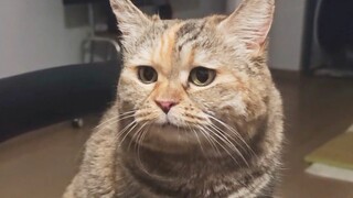 هل حقًا لا يمكنني أن آكل ولو القليل من طعام القطط؟