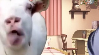 Review Chapter 4 Sea Cat Memes