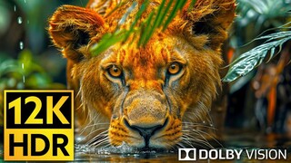 Saving the Wild Big Cats National Geographic Animals Hunting Documentary