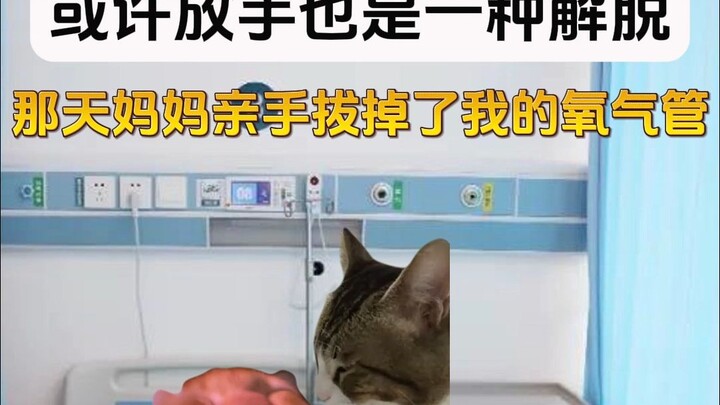 Khoảnh khắc đó, hẳn là mẹ đã rất đau lòng nhỉ #Câu chuyện từ mạng #Tiểu kịch mèo meme #Tái hiện chân