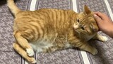 [Cat] This cat smells so good