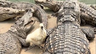 Buaya: Manusia lebih jahat daripada kita!