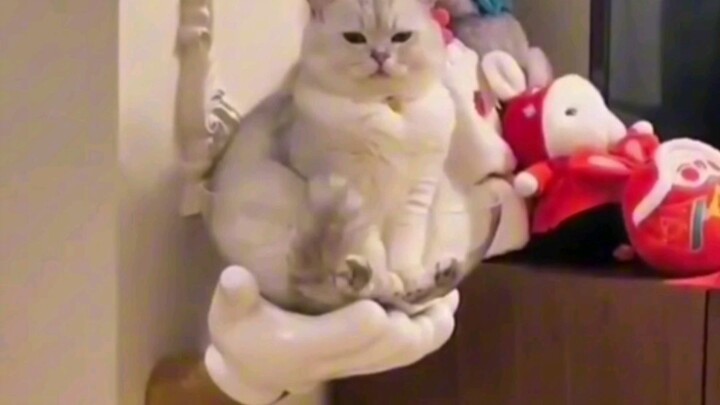 This is my little treasure ＃cat