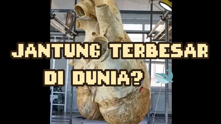JANTUNG TERBESAR DI DUNIA? 🐋