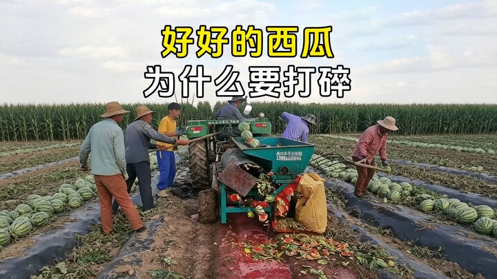 Fakta menarik tentang melon kecil
