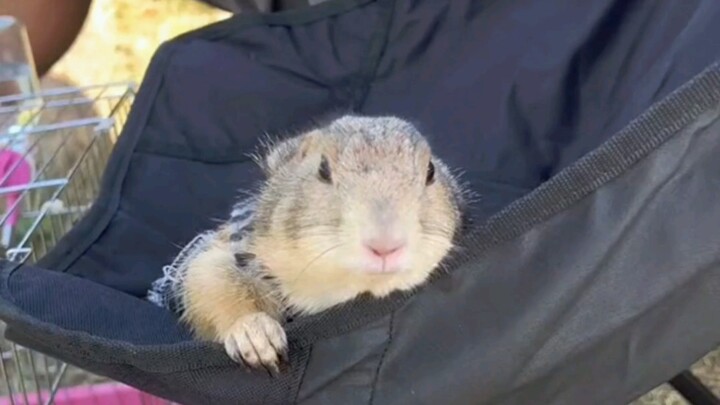 The granddaughter handed her pet groundhog to her grandfather for care when school started, and near