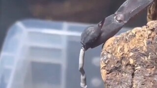 蝎子拉屎独一份