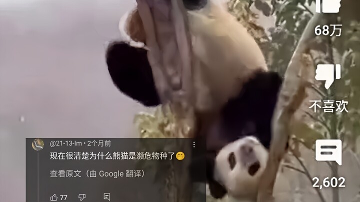 外网热议中国熊猫蠢萌作死瞬间，3300万人浏览，网友：终于知道熊猫为什么是濒危动物了