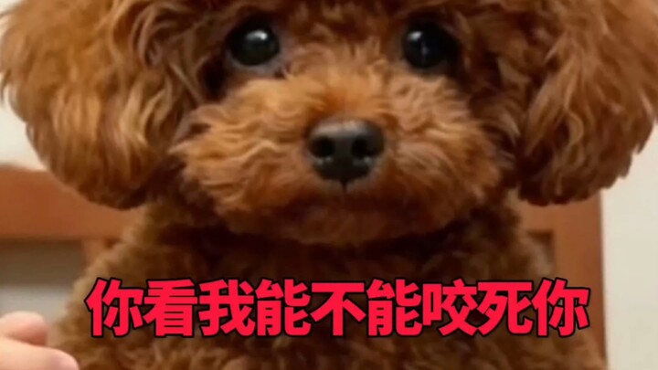 Bạn xem tôi có thể cắn chết bạn không?