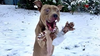 Dogs Reacting to First Snow - Try Not To Laugh