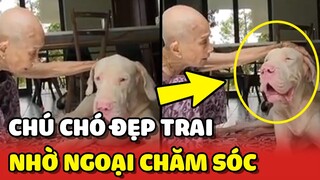 Chú chó Lu ĐẸP TRAI NHẤT nhờ sự CHĂM SÓC HẾT LÒNG của bà Ngoại 🥰 | Yêu Lu