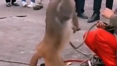 Adegan ikonik Raja Jiji satu lawan satu melawan Lao Fu Zi
