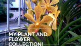 House plant tour : My Vanda Flower and Plant Collection...