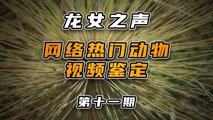 TL;DR: Identifying Popular Online Animals (Part 11)