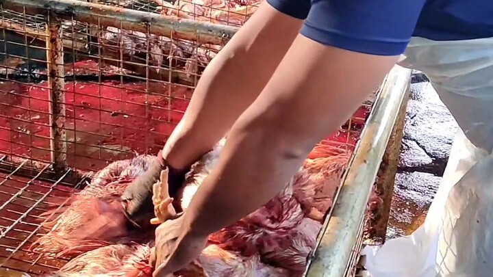 Abg sado proses ayam