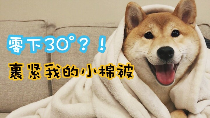 【ชิบะอินุโอคะ】ติดลบ 30°! ชิบะหนาวจนเดินไม่ได้? กลับบ้านแล้วห่มผ้าห่มน้อยให้แน่นๆ
