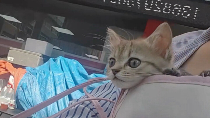 เมื่อลูกแมวตัวน้อยมาถึงบ้านครั้งแรก