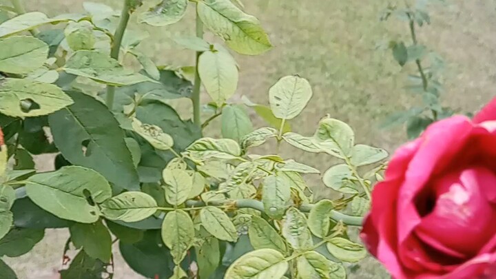 沉浸式赏花 🌹 孟加拉的大自然之美