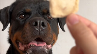 Sao lại có chú husky dịu dàng đến vậy nhỉ