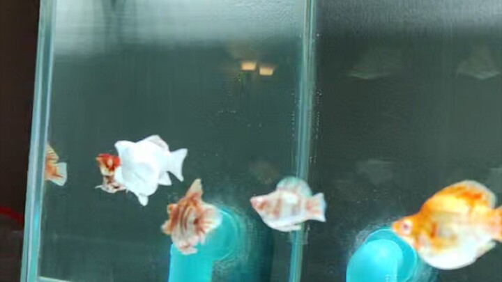 ปลา บอลลูน