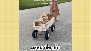 เพื่อนตัวน้อย สัตว์เลี้ยงแสนซน : มะหมาสี่ขาฮับ